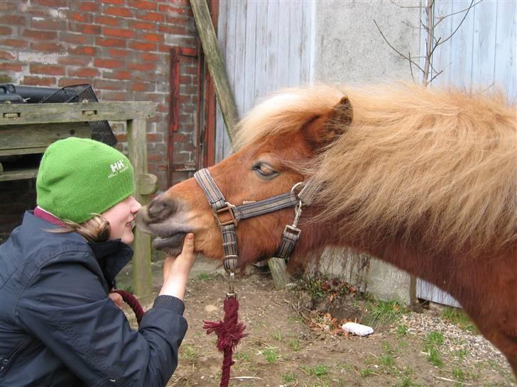 Shetlænder Egon Sporup - Og så skal der kysses igen :D<3 billede 10