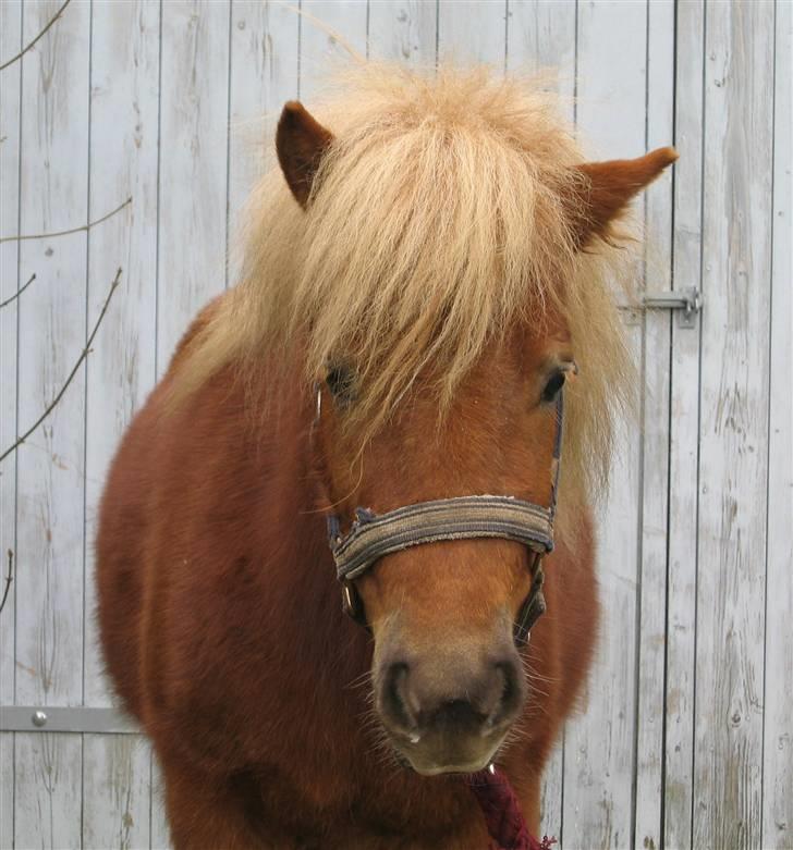 Shetlænder Egon Sporup - Egon der er ligt træt :D<3 billede 11