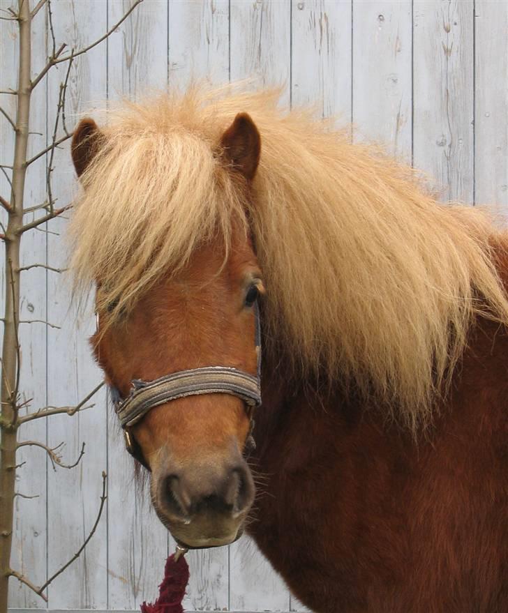 Shetlænder Egon Sporup - Smukke Egon<3<3 ;) billede 12