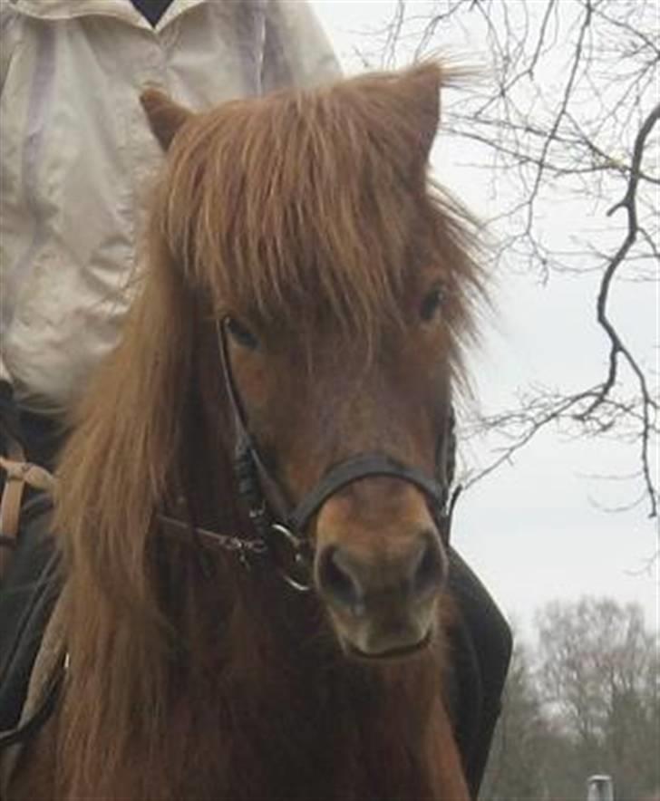Islænder Blossi - Velkommen til Blossi´s profil :) billede 1
