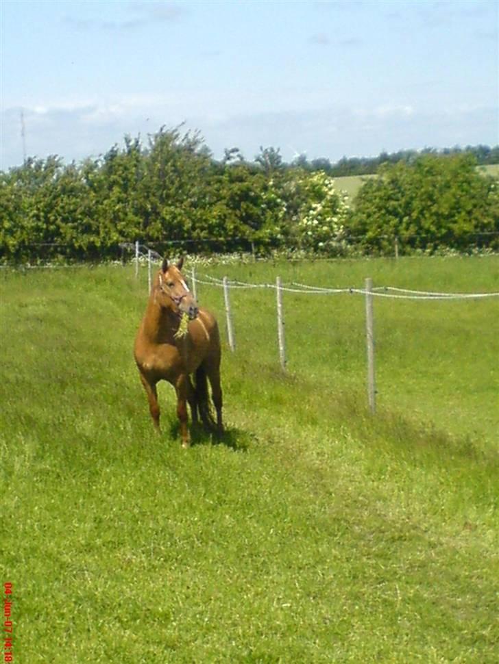Anden særlig race Ronja røver datter billede 1