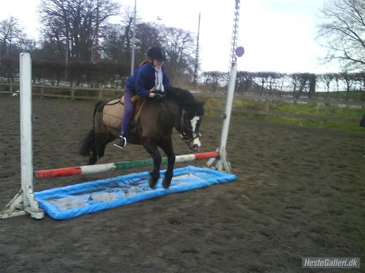 Anden særlig race Spitco - Vellkomen til mig og spitcos bruger. God fornojelse billede 1