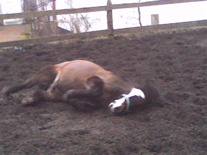 Anden særlig race Spitco - Han ruller på fold billede 2