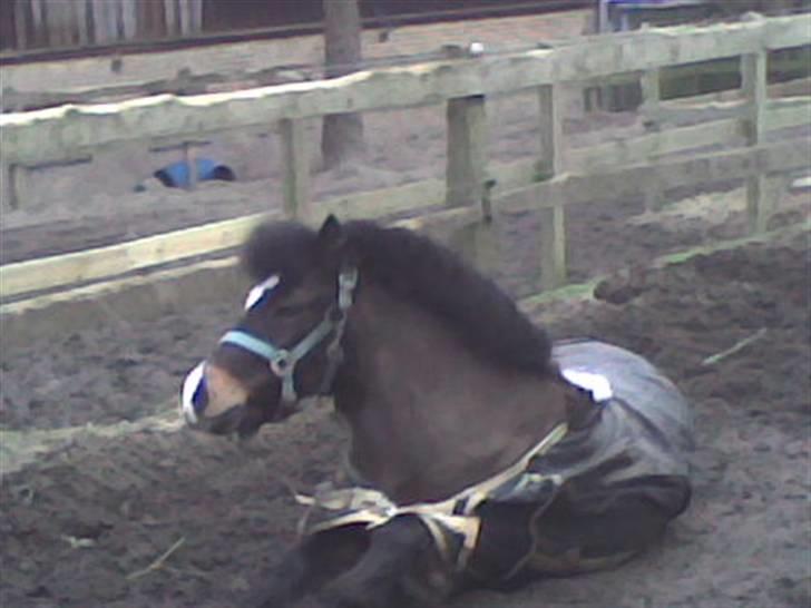 Anden særlig race Spitco - Han liger ned lidt!!!!!!!!!!!!!!!!!!!!!!!!!!!!!!!!!!!! billede 3