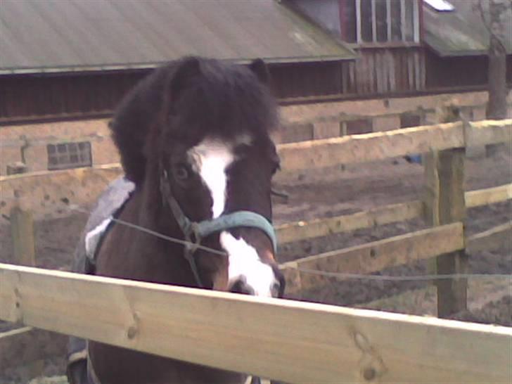 Anden særlig race Spitco - Synes selv dette billede er bedovene;)  billede 4