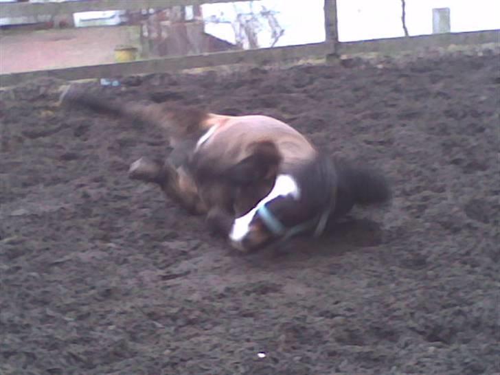 Anden særlig race Spitco - Fangede ham lige midt i en rulle tur!!! HIHI billede 5