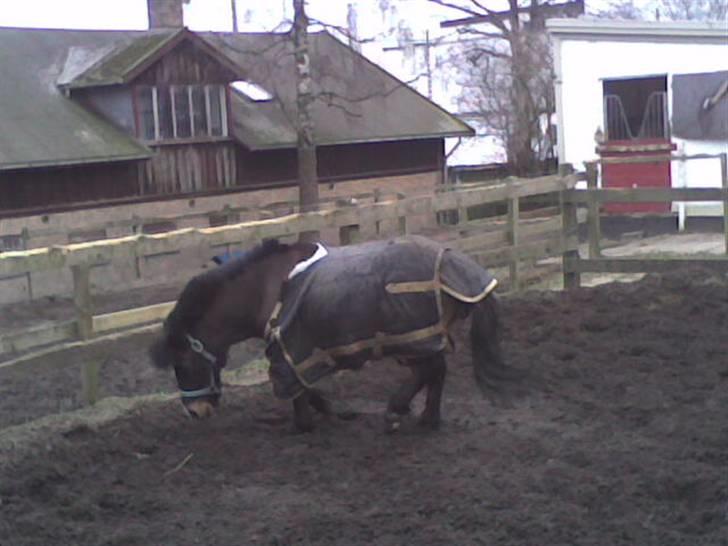 Anden særlig race Spitco - Skal jeg rulle mig ?!? billede 6