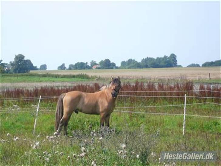 Anden særlig race Tarzan  billede 19