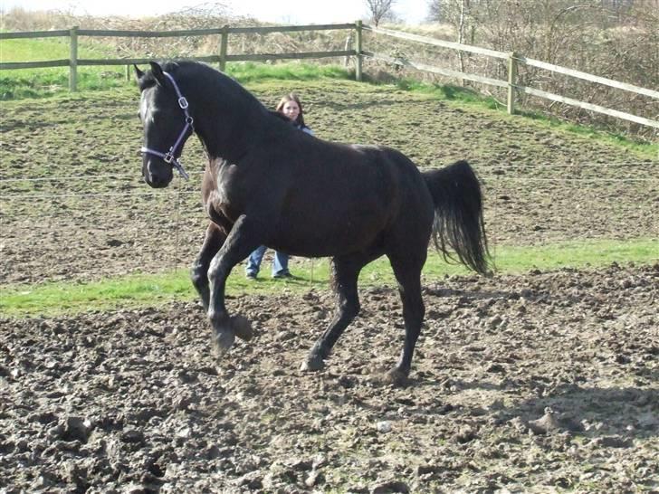 Oldenborg Castor SOLGT:'( Min Tulle - <33 billede 13