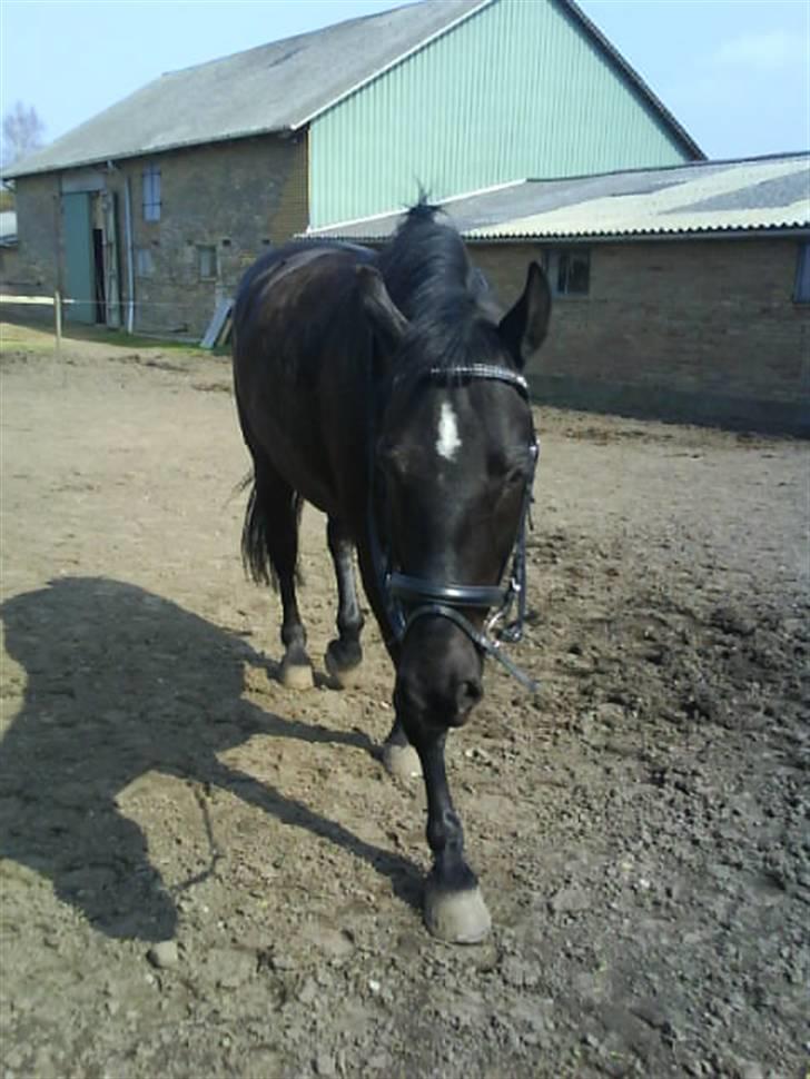 Oldenborg Castor SOLGT:'( Min Tulle - <33 billede 14