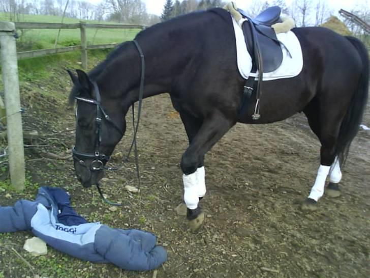 Oldenborg Castor SOLGT:'( Min Tulle - <33 billede 16