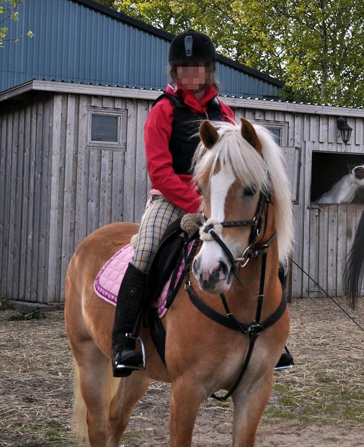 Haflinger               Alena - Alena :-) billede 1