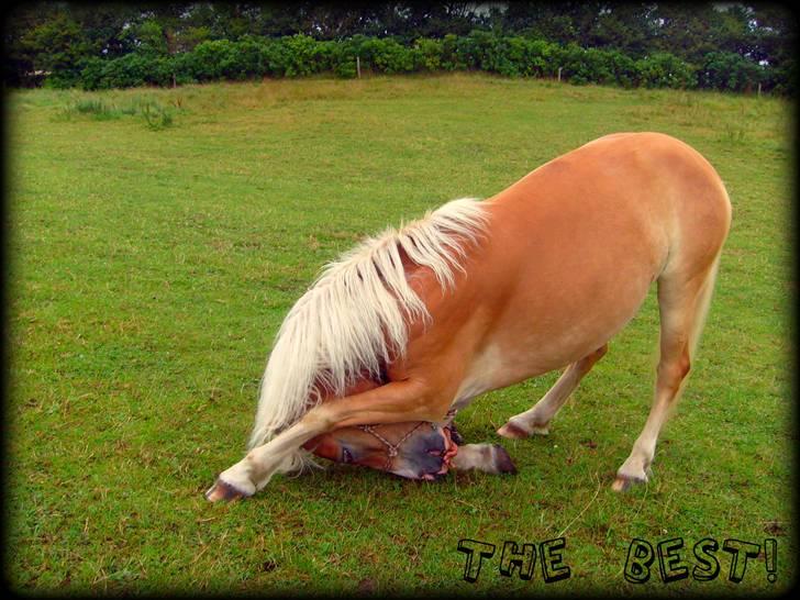 Haflinger               Alena - vores eventyr, som jeg desværre må se enden på. billede 2