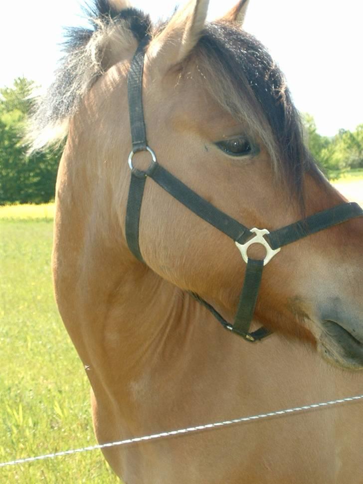 Anden særlig race Tarzan  billede 20