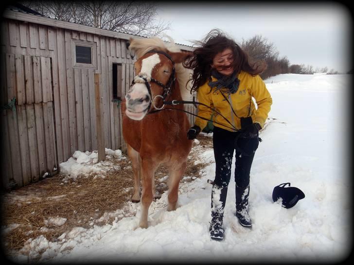 Haflinger               Alena billede 4