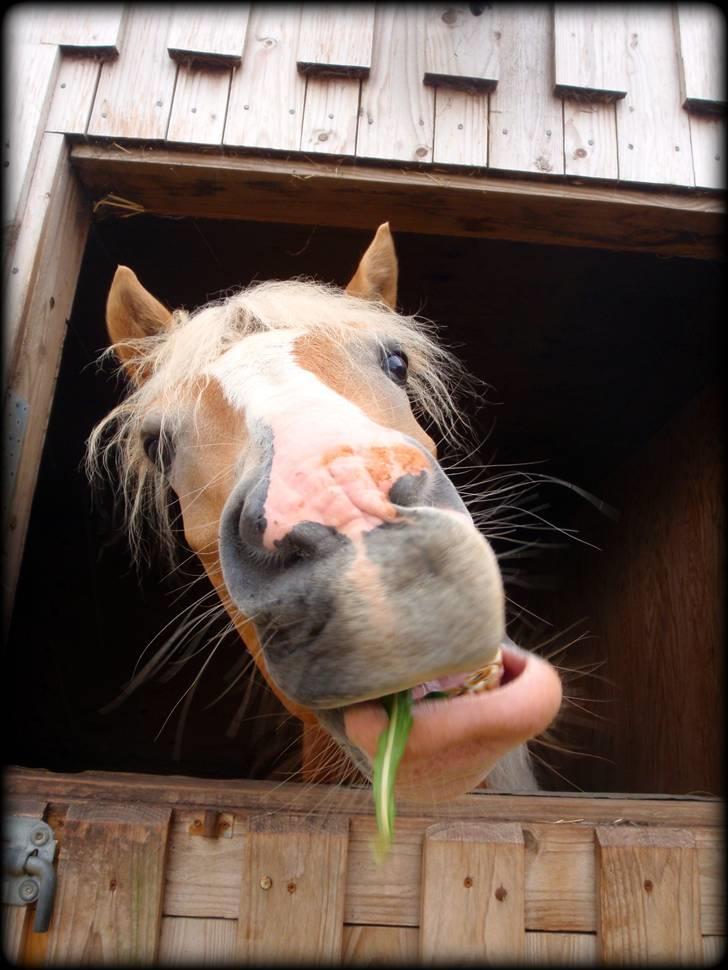 Haflinger               Alena - savner dengang. billede 5