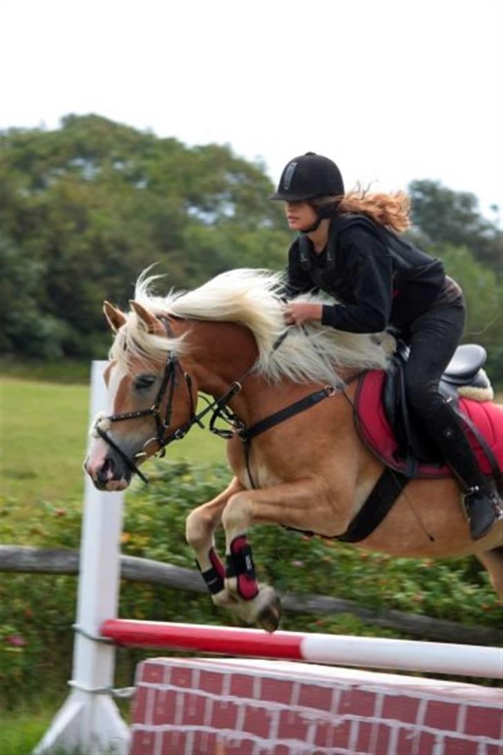 Haflinger               Alena - vi to var skabt til møde hinanden billede 6