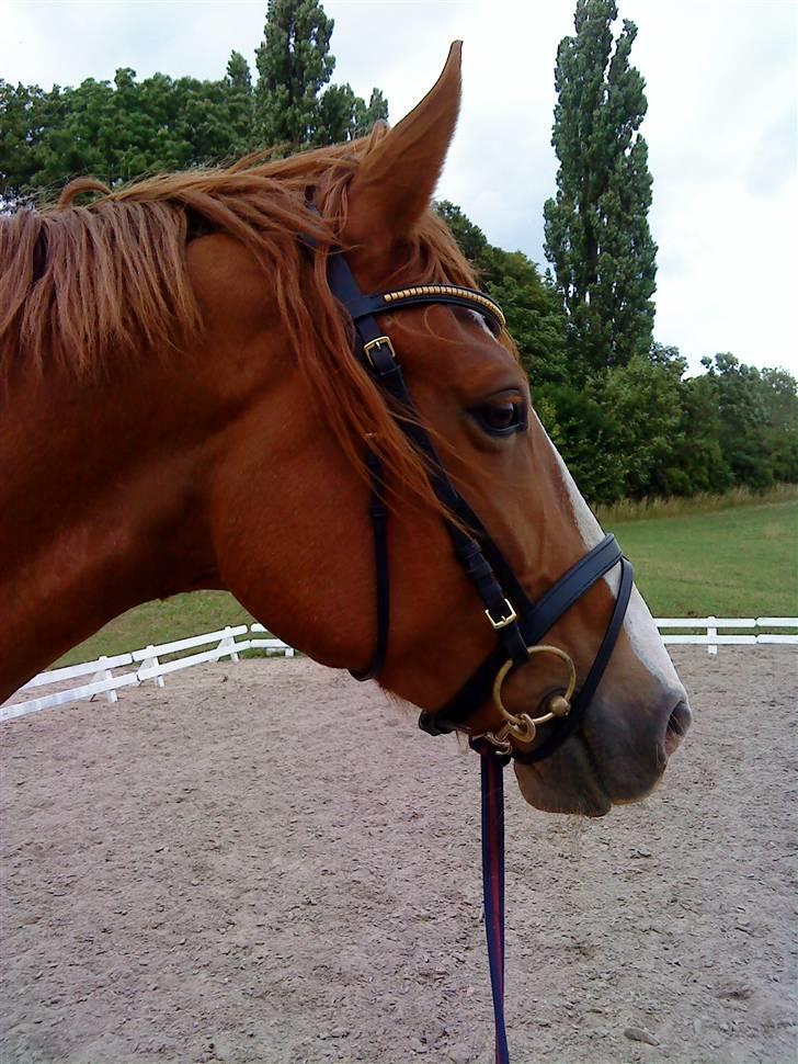 Frederiksborg Cado  - Cado med sin nye trense :) billede 19