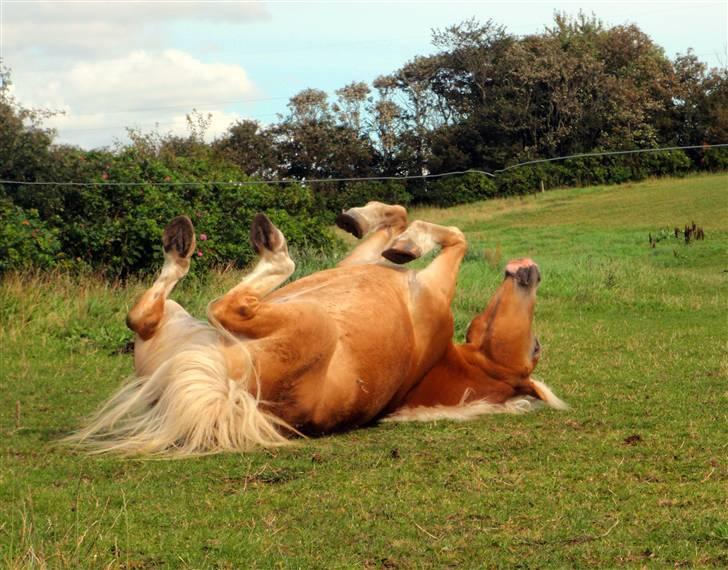 Haflinger               Alena billede 7