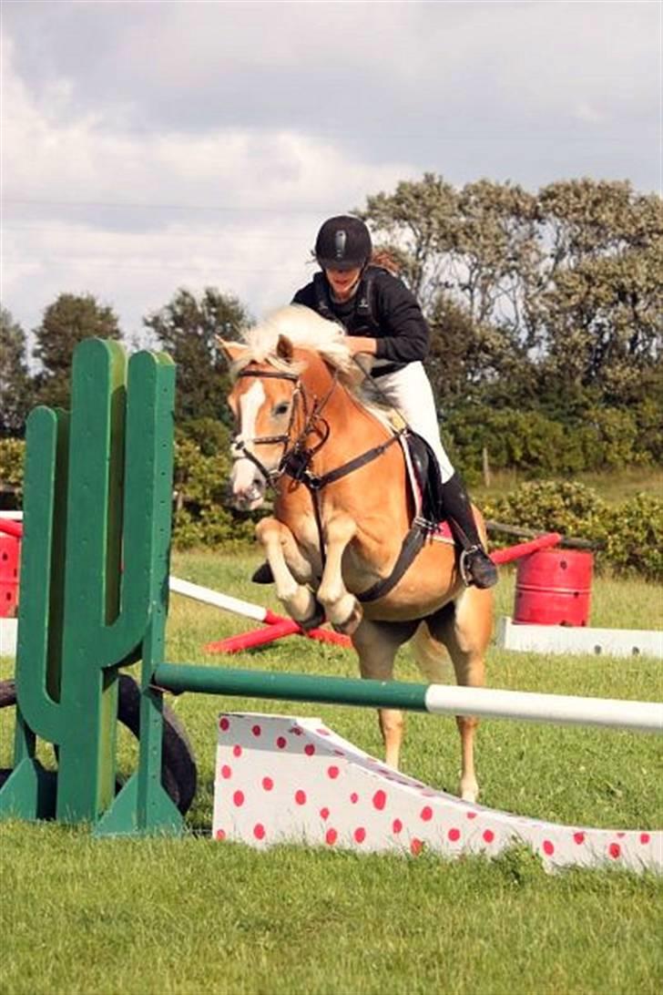 Haflinger               Alena billede 8