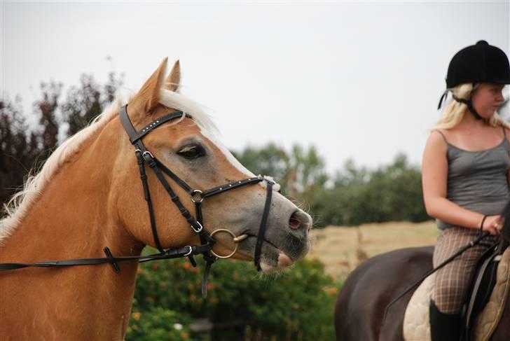 Haflinger               Alena - den smukkeste hest, jeg nogensinde vil komme til at se.  billede 9