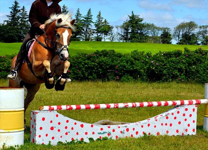 Haflinger               Alena -  Natalie springer på alena billede 10