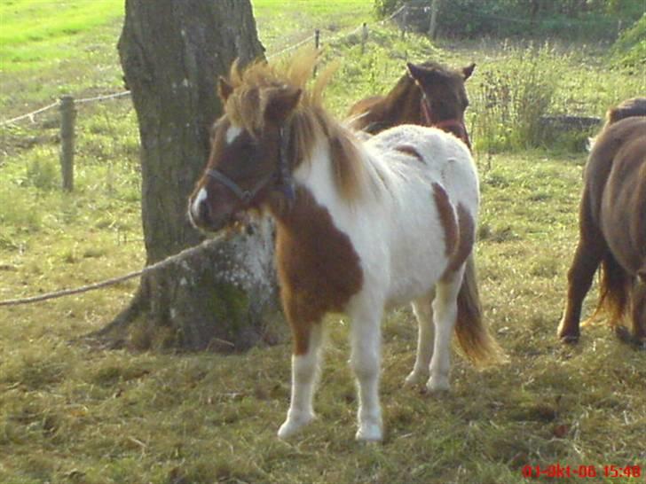 Shetlænder callie solgt billede 4