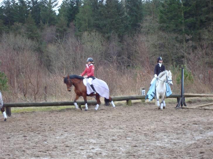 DSP Bæklunds Lorenzo solgt - lidt dressur <3  billede 11