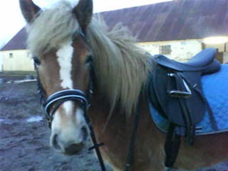 Haflinger Ronja  - Ronja(L) billede 20