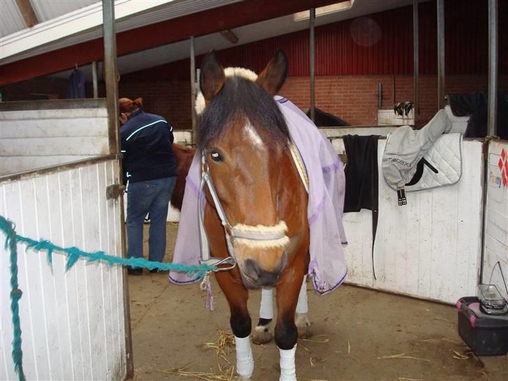 DSP Bæklunds Lorenzo solgt - vi er ved at gøre os klar <3  billede 12