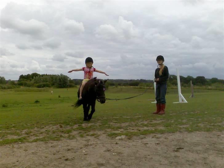 Shetlænder Musse - Cirkus pony og cirkus prinsesse.. billede 11