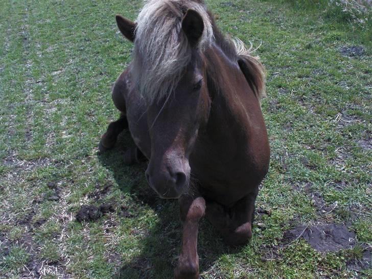 Islænder Sina - Her ligger jeg ned og hygger mig <3 billede 13