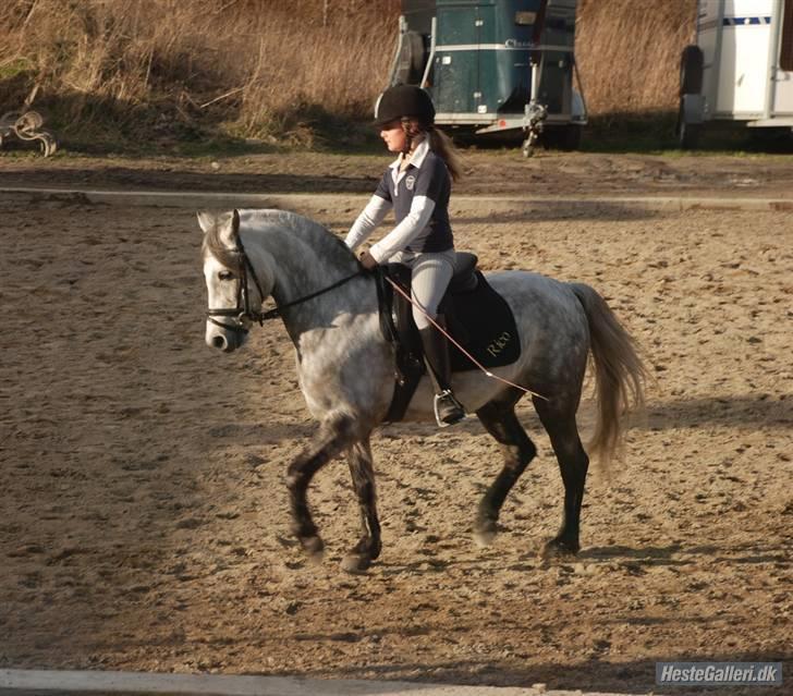 Welsh Pony af Cob-type (sec C) Rico - Dygtig <3 billede 12