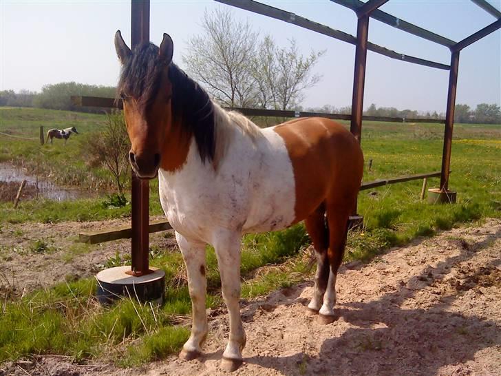 Pinto Østermarkens Tarzan - Den stolte hingst :P billede 10