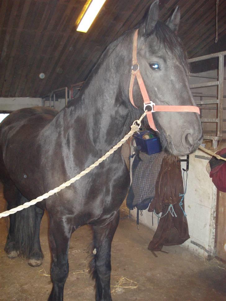 Frieser Dora K - nyt fra d. 25 feb. 2008 å stald gangen. billede 4