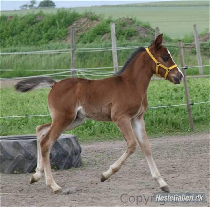Anden særlig race Megano *solgt* - Foto: Cassandra Kurup billede 3