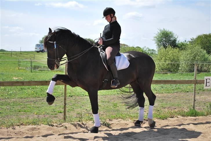 Oldenborg kantucky - spanske skridt billede 14