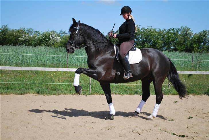 Oldenborg kantucky - spanske skridt billede 16