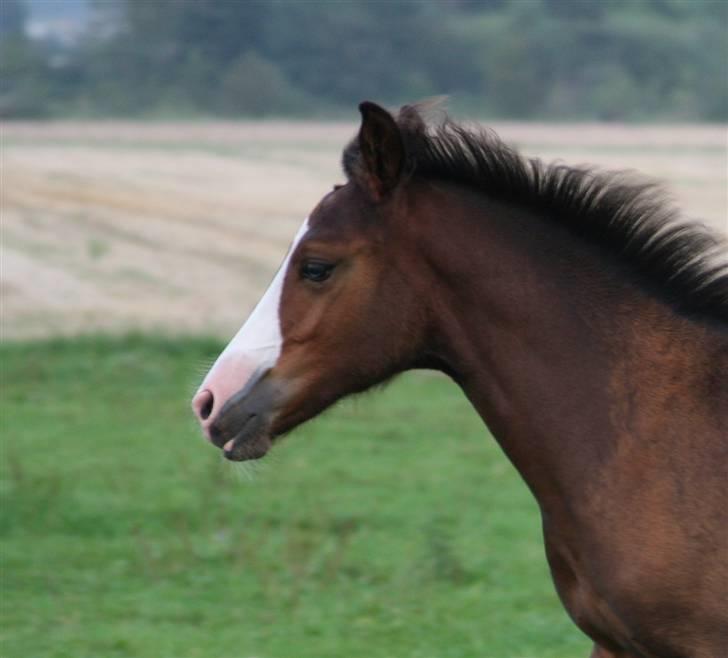 Anden særlig race Megano *solgt* - Foto: Cassandra Kurup billede 5
