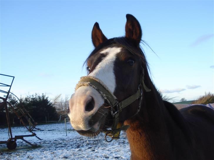 Anden særlig race Megano *solgt* - Foto: Cassandra Kurup billede 7