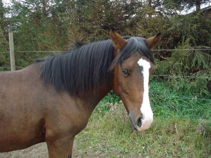 Anden særlig race Megano *solgt* - Foto: Cassandra Kurup billede 8