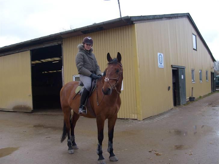 Polsk Varmblod Maxis - På vej i skoven. billede 4