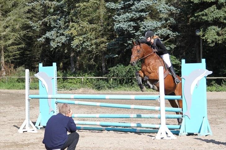 Polsk Varmblod Maxis - LC :) billede 5