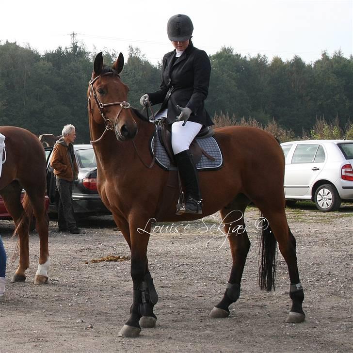 Polsk Varmblod Maxis - Vestegnsmesterskaberne 2008 :) billede 6