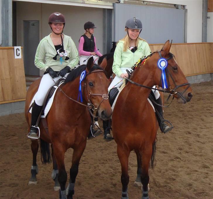 Polsk Varmblod Maxis - Mig-Maxis og Signe-Yolle blev nummer 2. i parspringning. billede 7