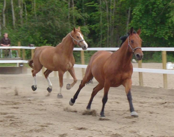 Polsk Varmblod Maxis - Maxis er vild på banen med Oliver :D billede 10