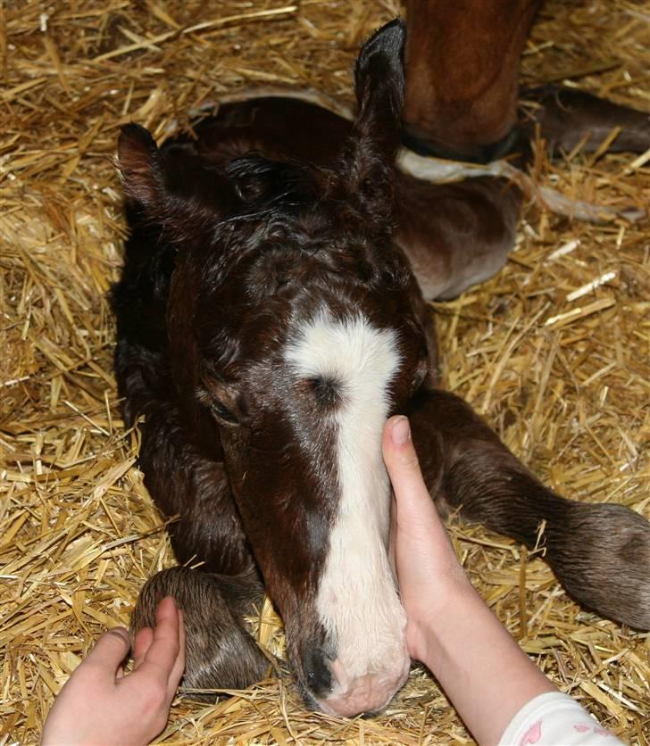 Anden særlig race Megano *solgt* - Foto: Min far billede 11