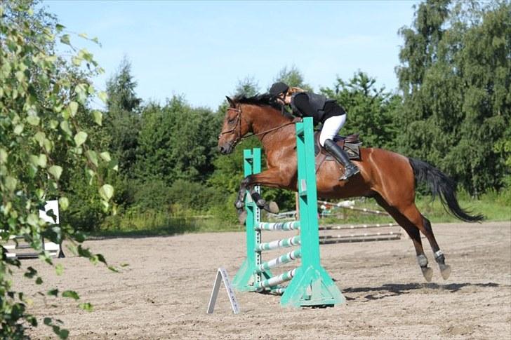 Polsk Varmblod Maxis - LC :) billede 14