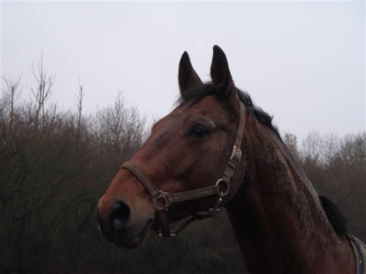 Polsk Varmblod Maxis - Mudderhesten Maxis :D billede 17