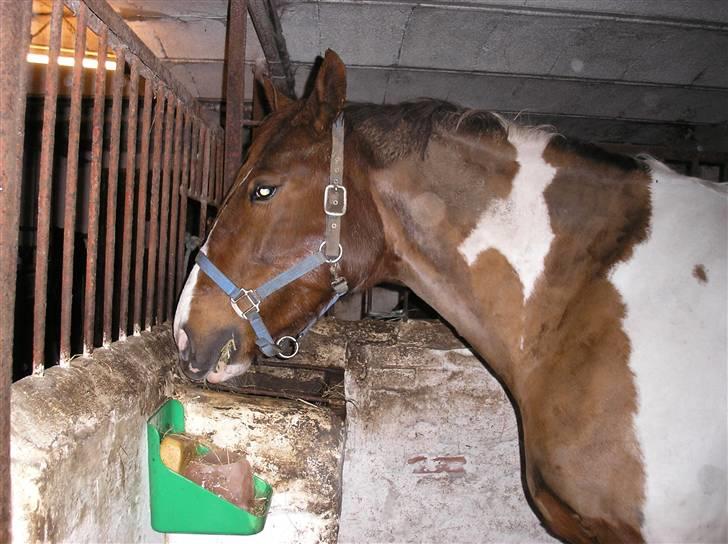 Pinto Horsebjerg Fleur billede 13